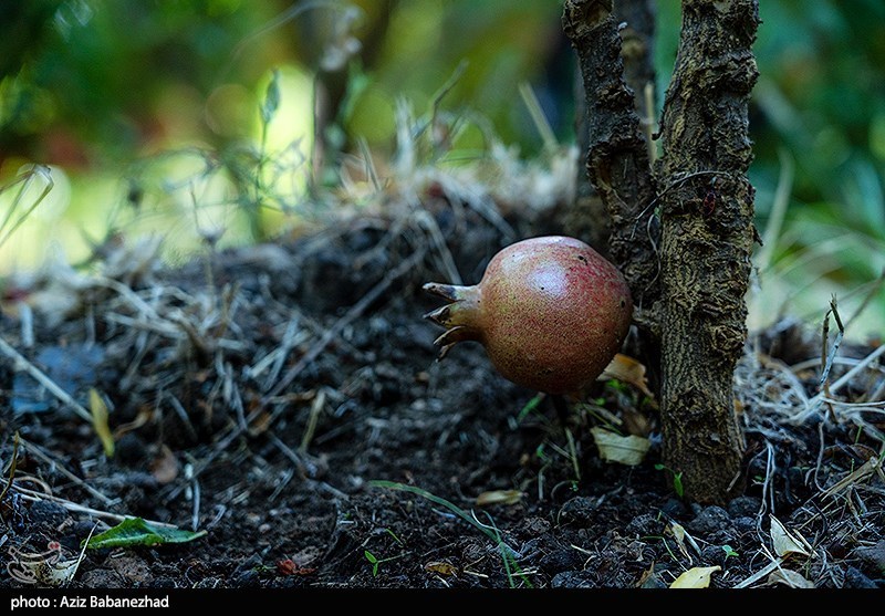 برداشت انار در منطقه سیاب شهرستان کوهدشت