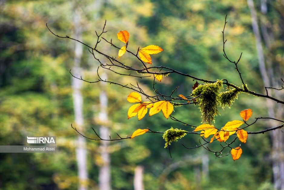 پاییز در مرداب دیوک