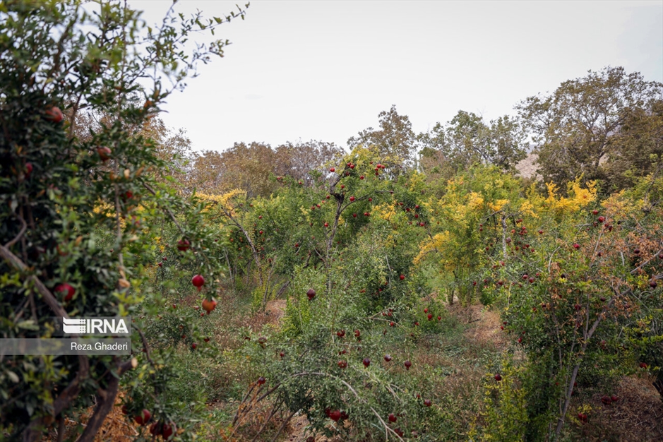 باغ های انار فاروق