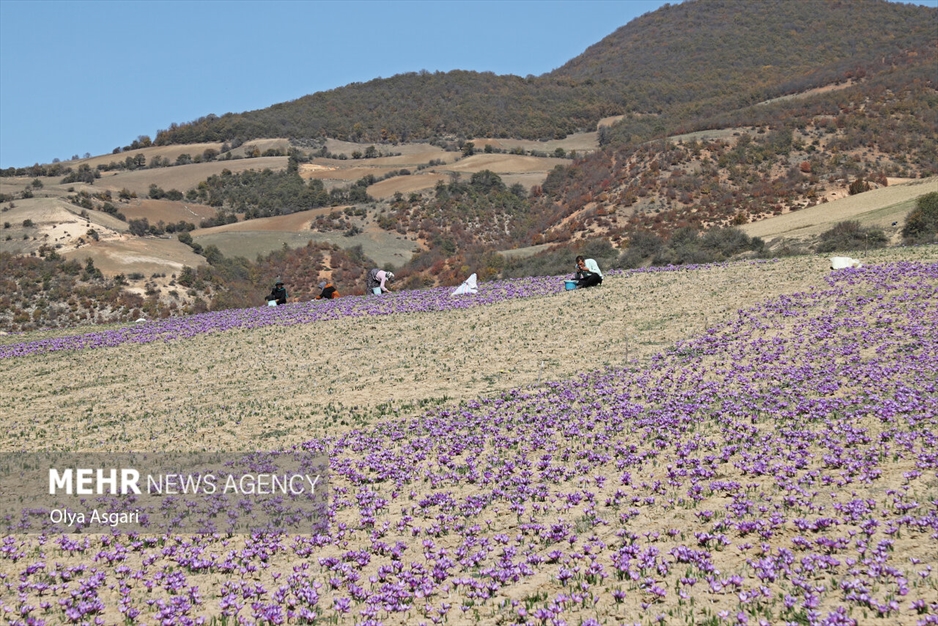 برداشت زعفران آزادشهر