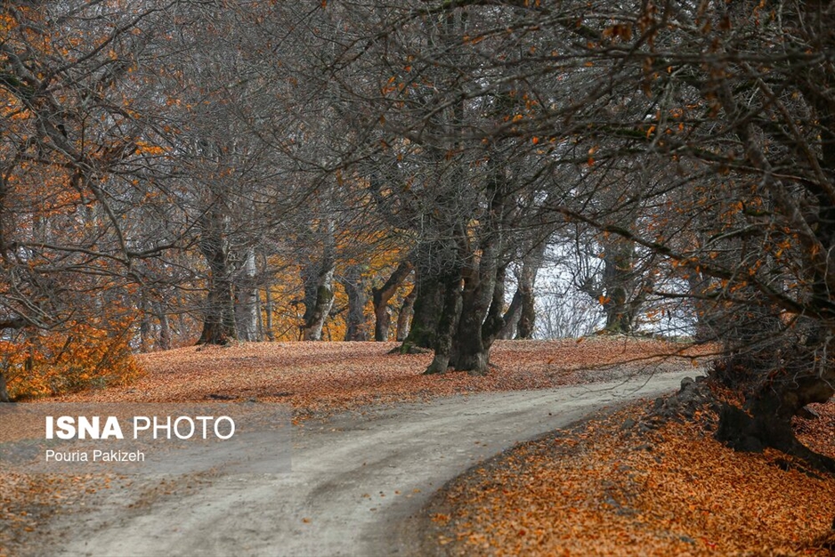 خزان در جنگل «مازیچال» - مازندران