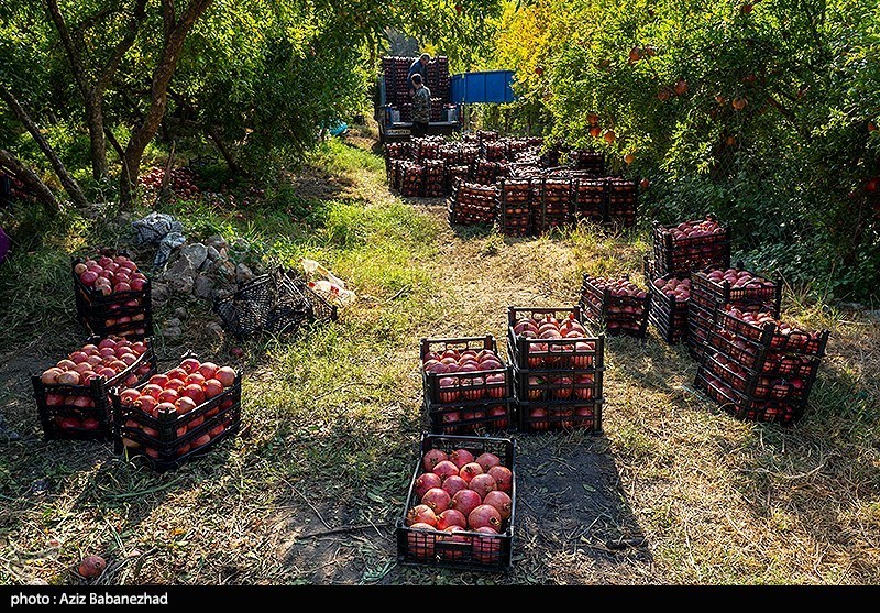 برداشت انار در منطقه سیاب شهرستان کوهدشت