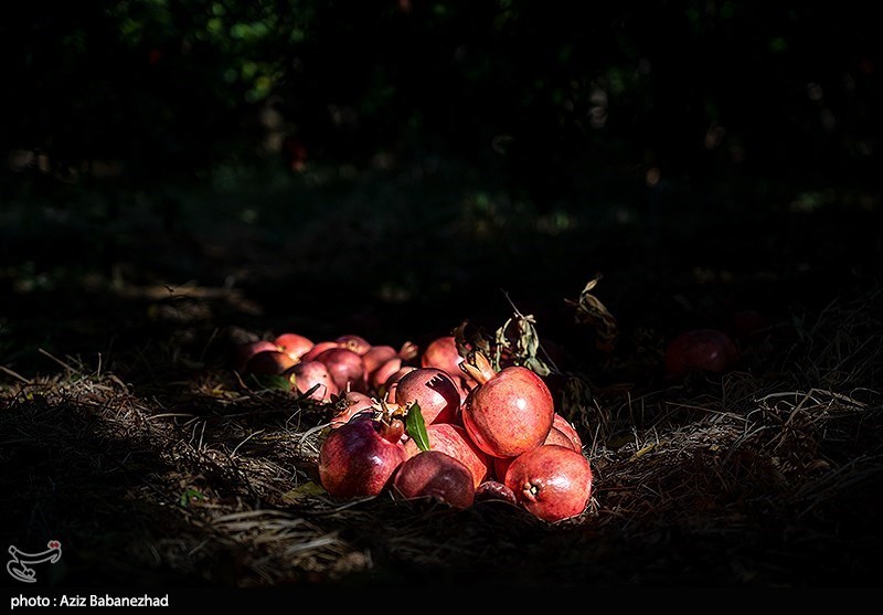 برداشت انار در منطقه سیاب شهرستان کوهدشت
