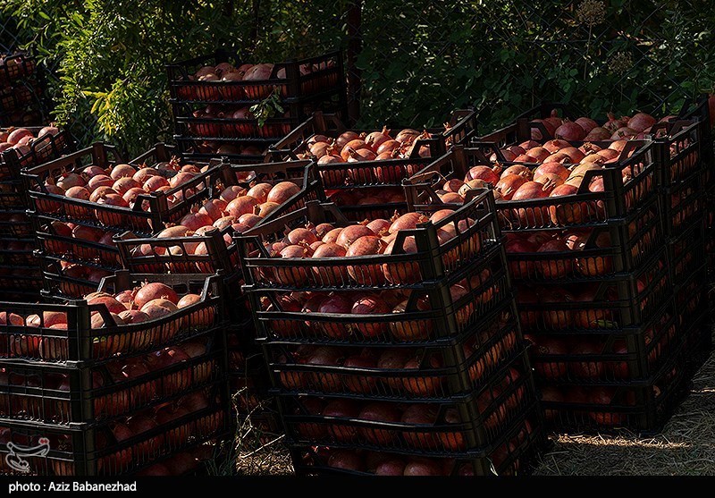 برداشت انار در منطقه سیاب شهرستان کوهدشت