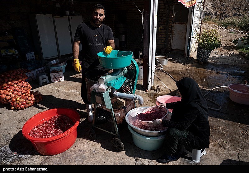برداشت انار در منطقه سیاب شهرستان کوهدشت