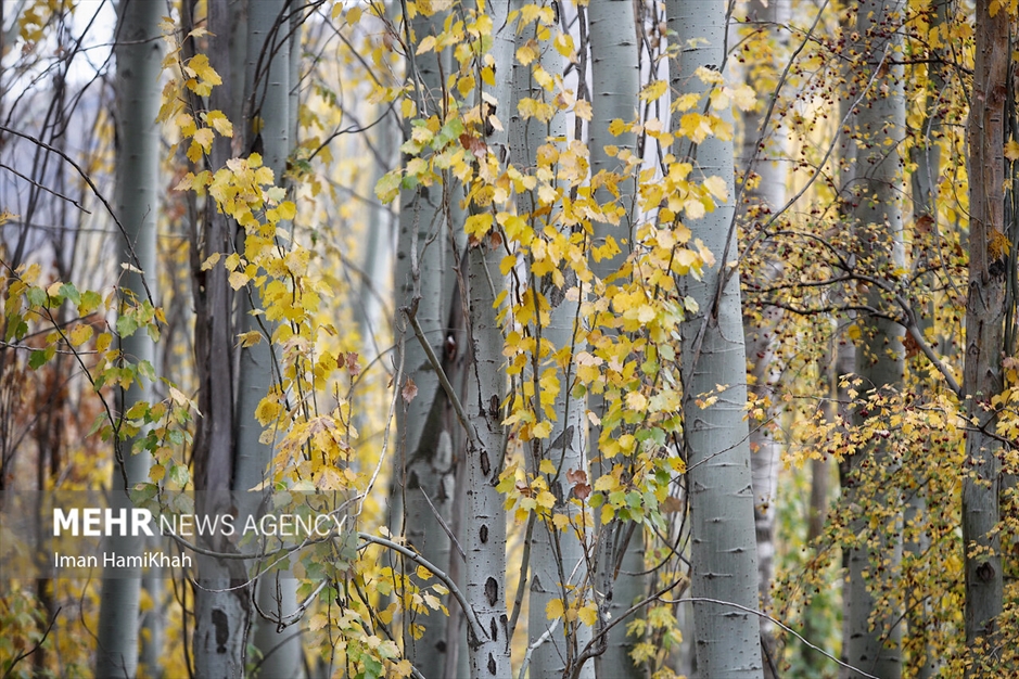 طبیعت پاییزی «عباس‌آباد» همدان