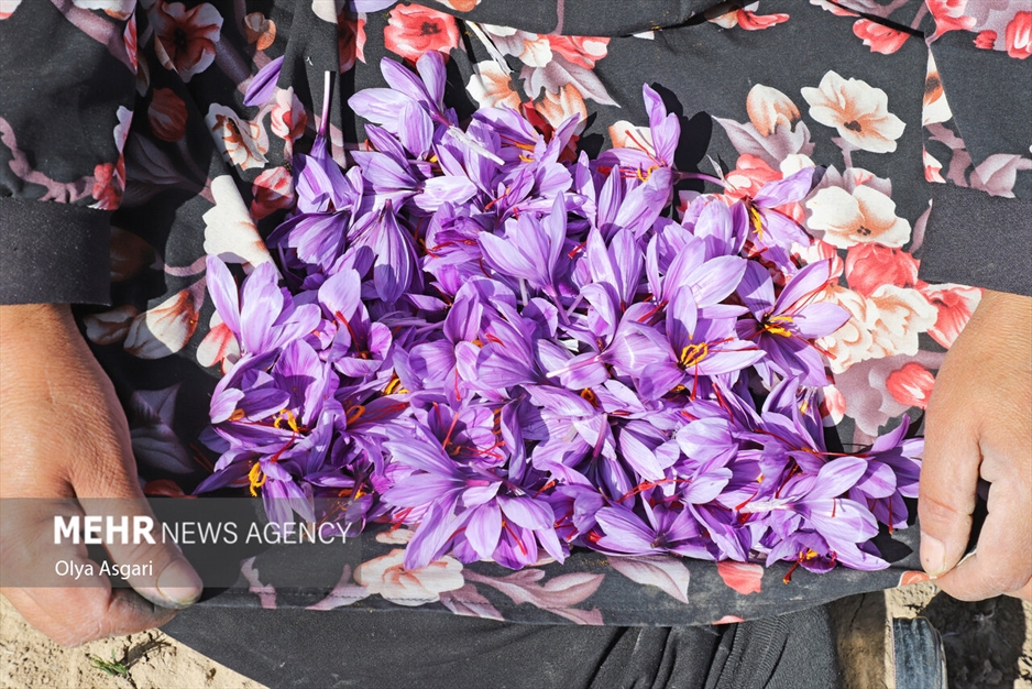 برداشت زعفران آزادشهر