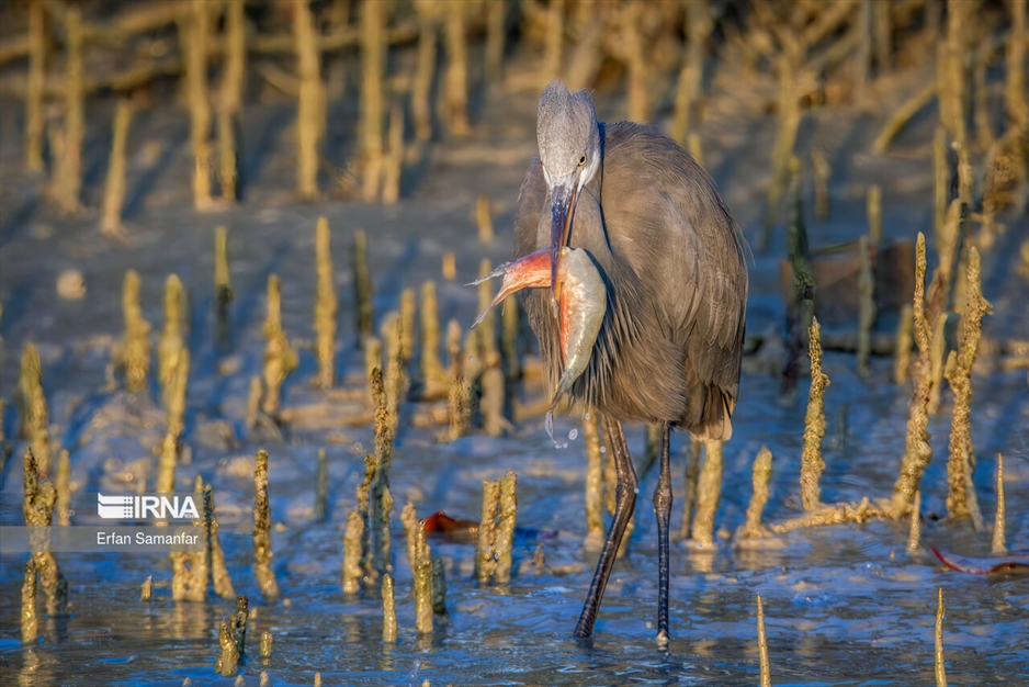 دنیای پرندگان