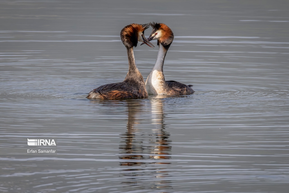 دنیای پرندگان