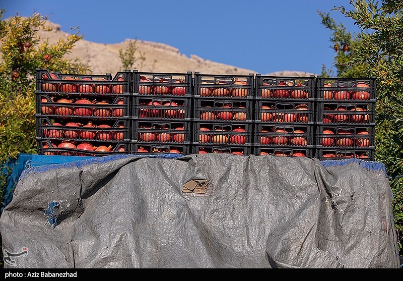برداشت انار در منطقه سیاب شهرستان کوهدشت