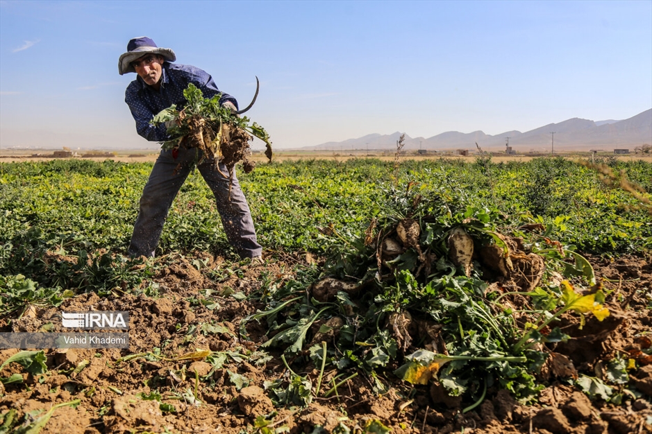 تولید شکر سفید