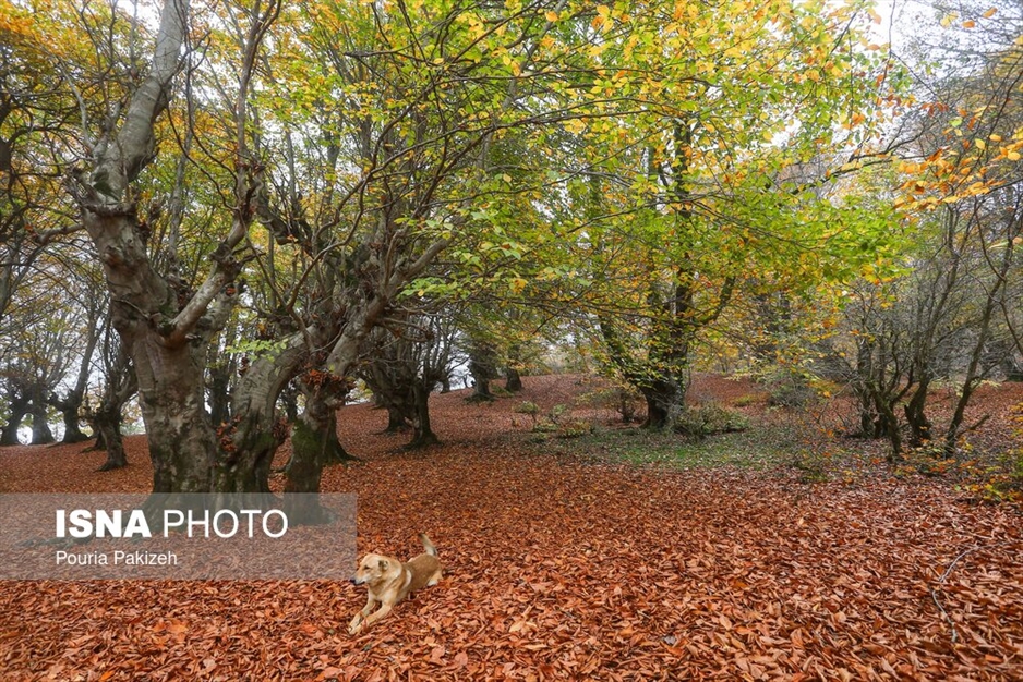 خزان در جنگل «مازیچال» - مازندران