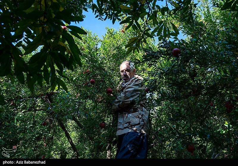 برداشت انار در منطقه سیاب شهرستان کوهدشت