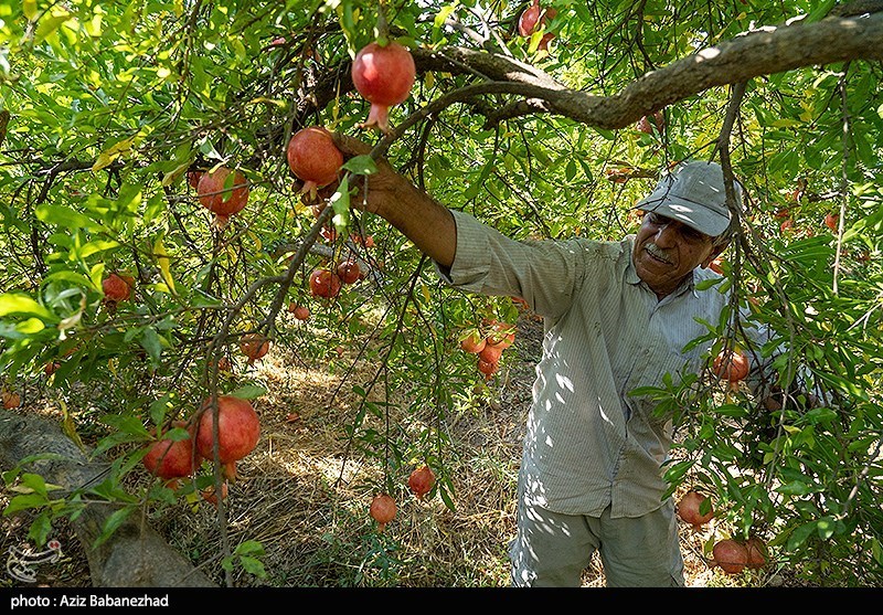 برداشت انار در منطقه سیاب شهرستان کوهدشت