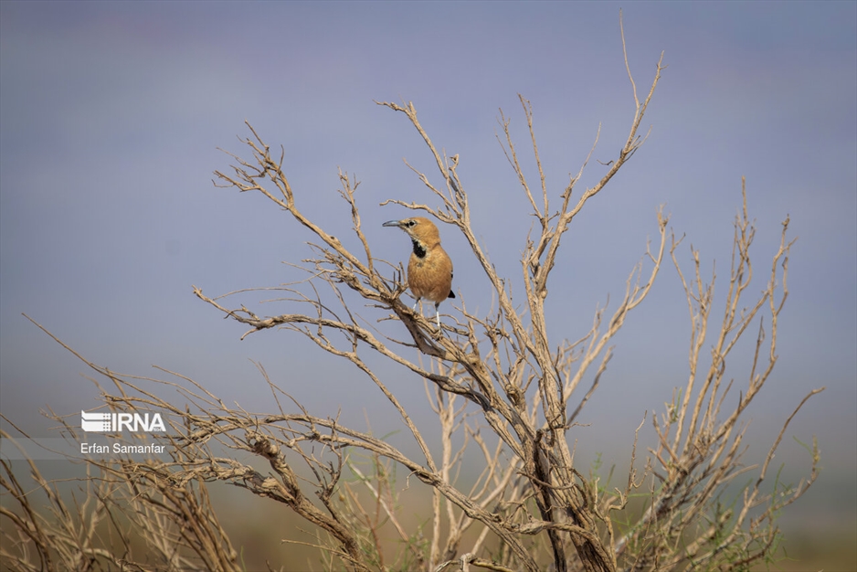 دنیای پرندگان