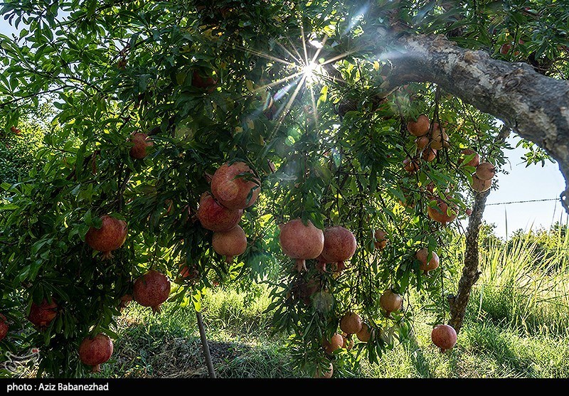 برداشت انار در منطقه سیاب شهرستان کوهدشت