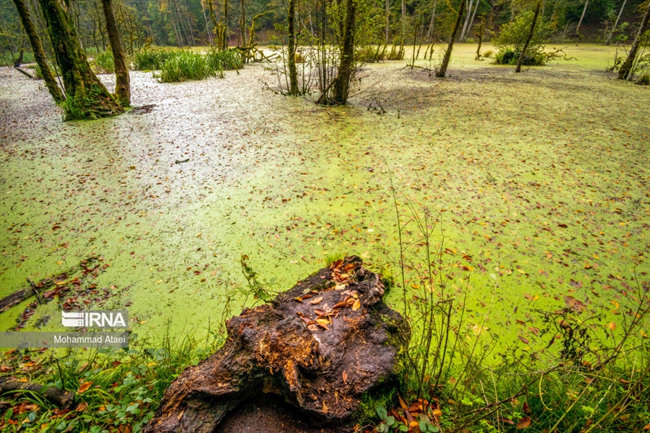 پاییز در مرداب دیوک