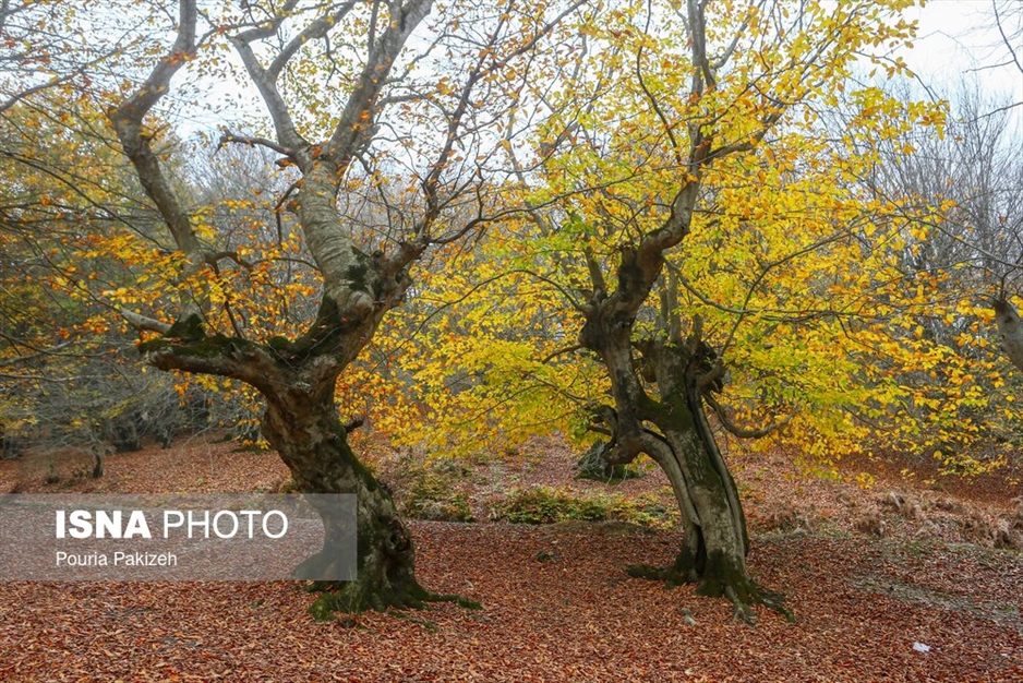 خزان در جنگل «مازیچال» - مازندران