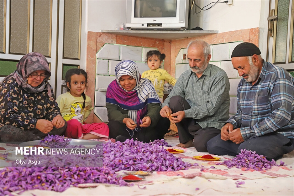 برداشت زعفران آزادشهر
