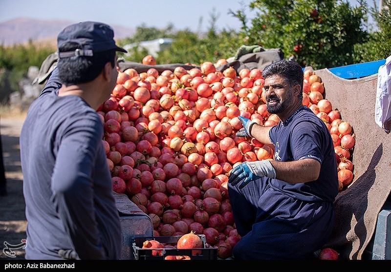 برداشت انار در منطقه سیاب شهرستان کوهدشت