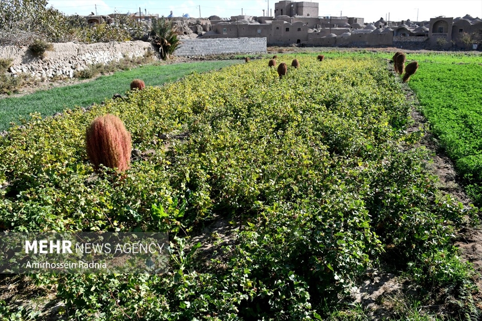 شهر تاریخی «خوسف»