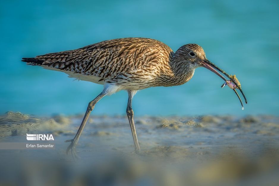 دنیای پرندگان