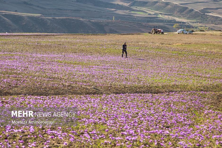 برداشت زعفران در روستای «وامنان»