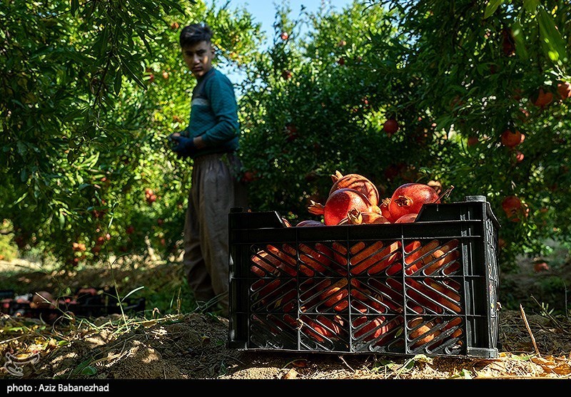 برداشت انار در منطقه سیاب شهرستان کوهدشت