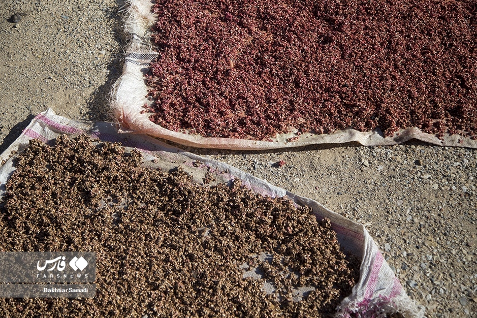 جشنواره «انار هورامان»