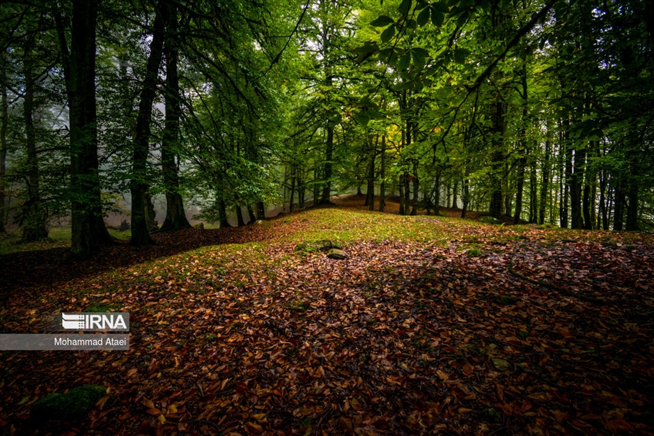 پاییز در مرداب دیوک