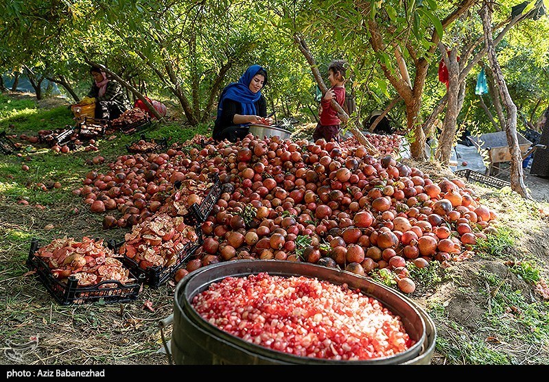 برداشت انار در منطقه سیاب شهرستان کوهدشت