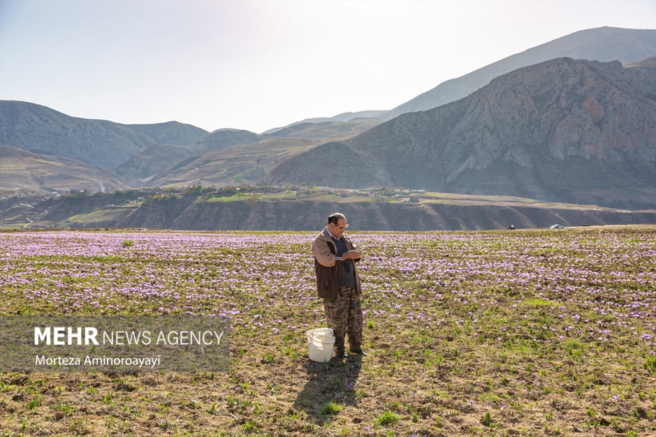 برداشت زعفران در روستای «وامنان»
