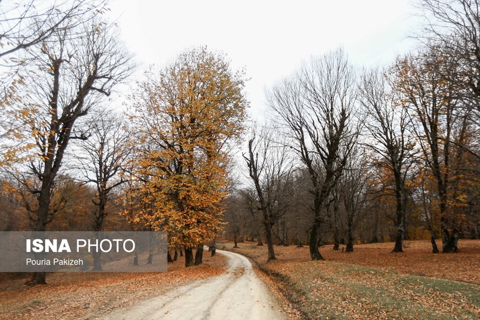 خزان در جنگل «مازیچال» - مازندران
