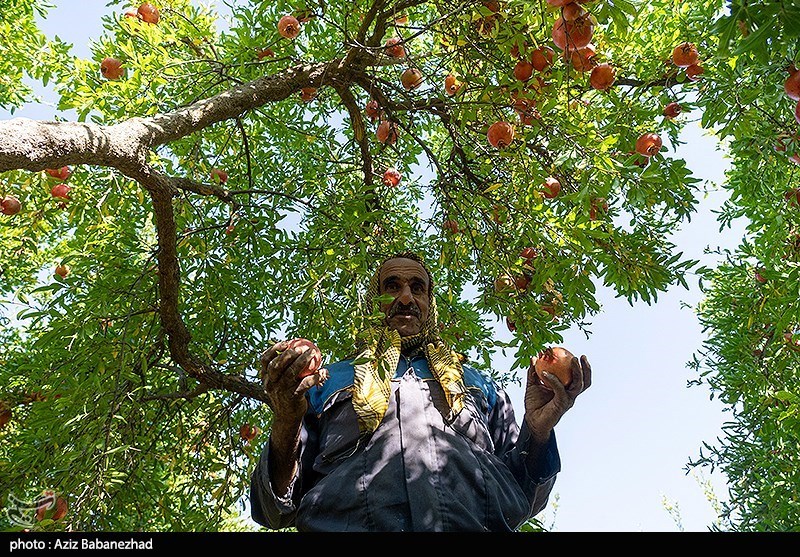 برداشت انار در منطقه سیاب شهرستان کوهدشت