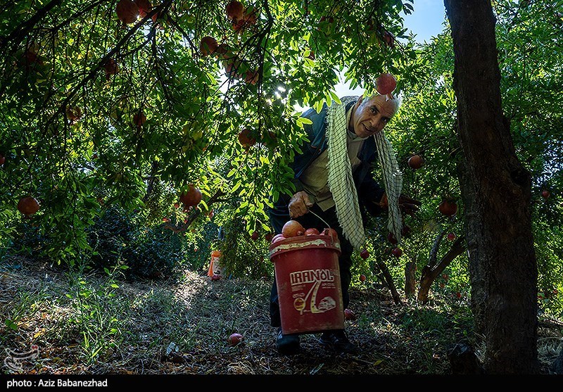 برداشت انار در منطقه سیاب شهرستان کوهدشت