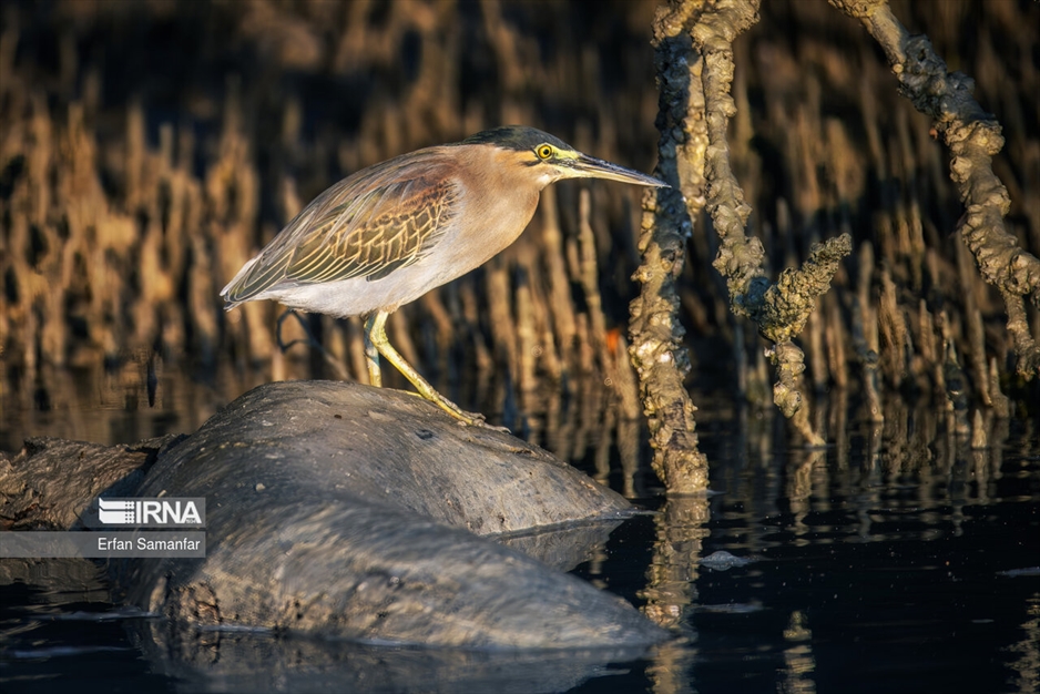 دنیای پرندگان