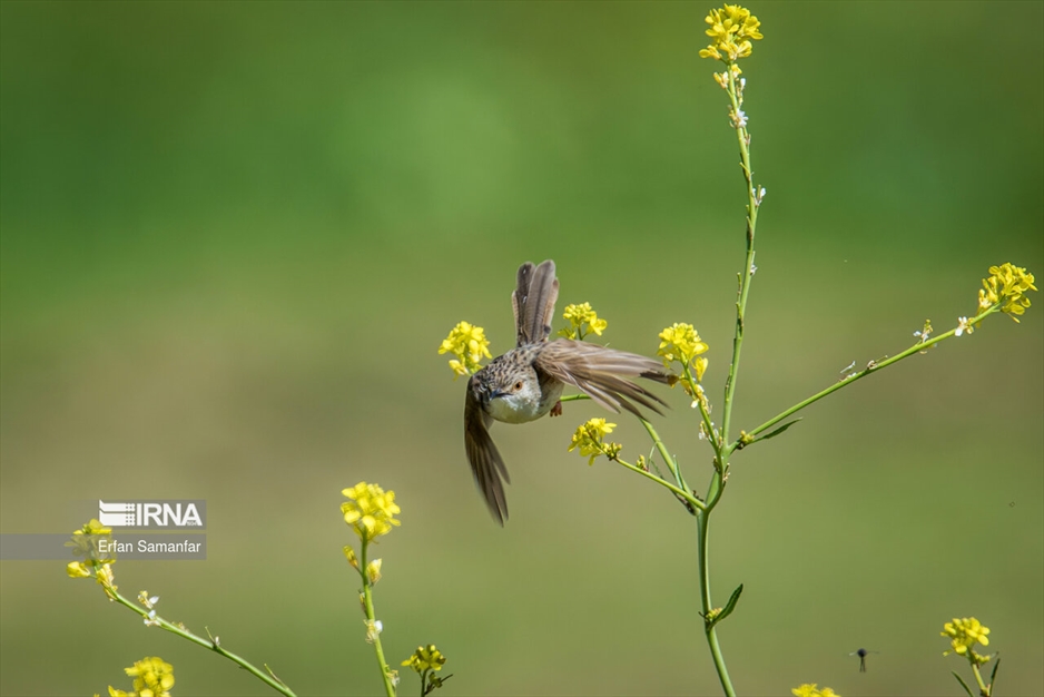 دنیای پرندگان