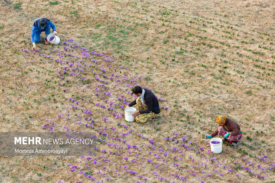برداشت زعفران در روستای «وامنان»