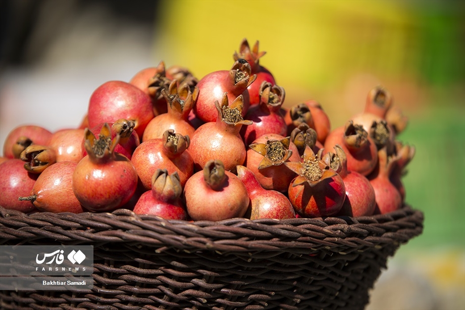 جشنواره «انار هورامان»