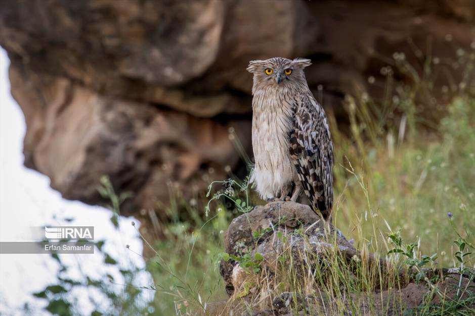 دنیای پرندگان