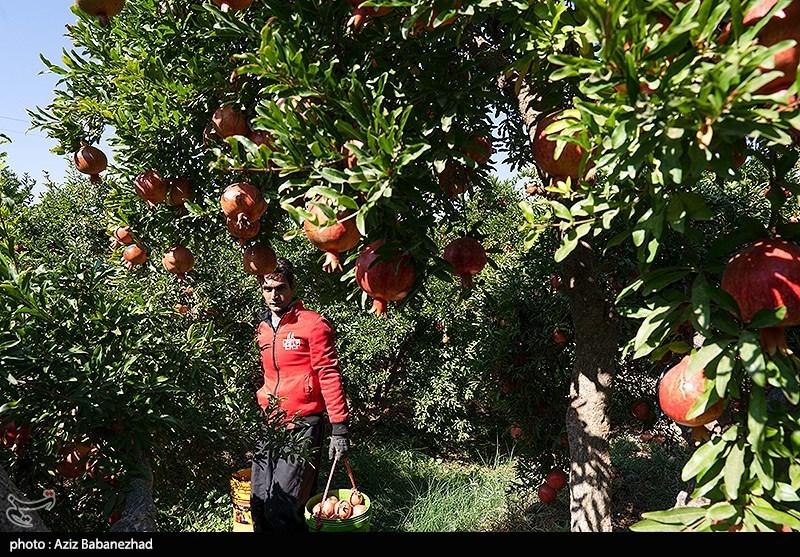 برداشت انار در منطقه سیاب شهرستان کوهدشت