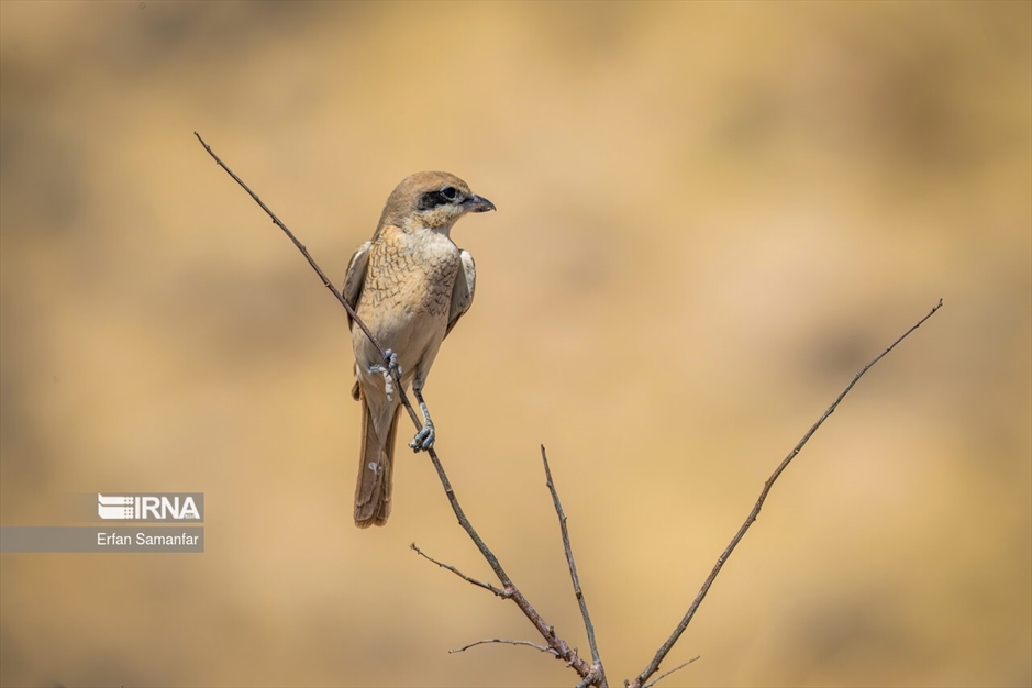 دنیای پرندگان