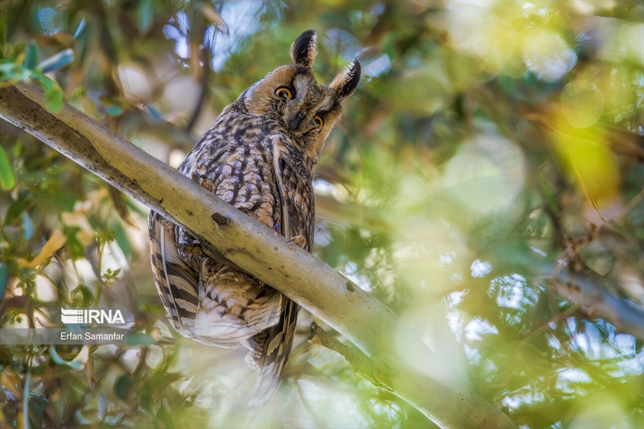 دنیای پرندگان