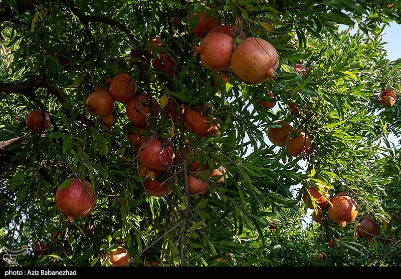 برداشت انار در منطقه سیاب شهرستان کوهدشت