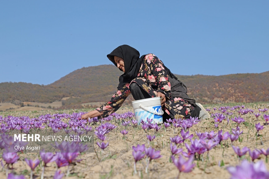 برداشت زعفران آزادشهر