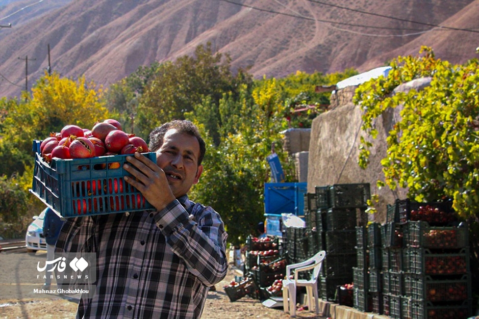 انارِ فیروزکوه