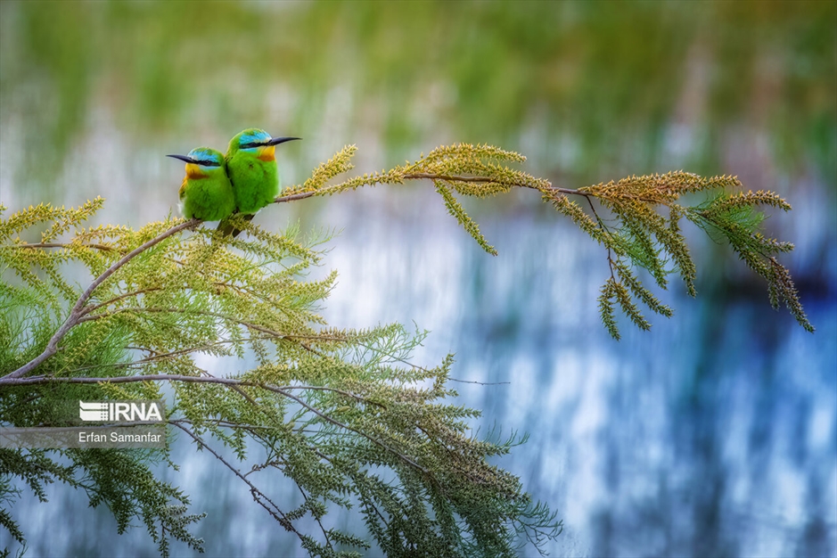 دنیای پرندگان