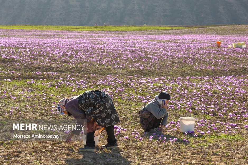 برداشت زعفران در روستای «وامنان»