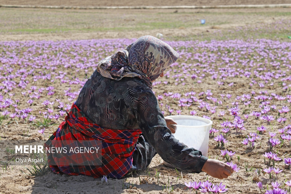برداشت زعفران آزادشهر