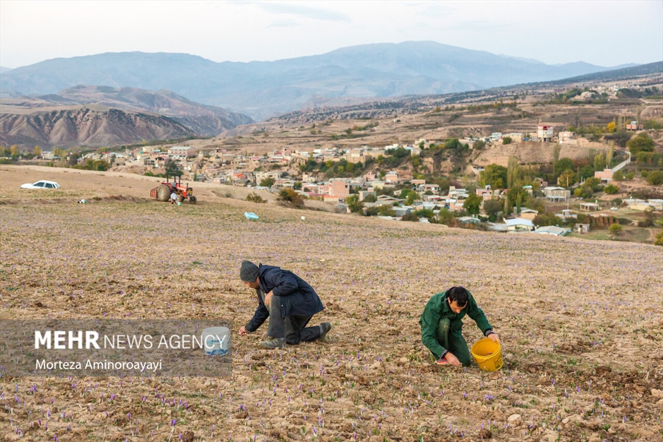 برداشت زعفران در روستای «وامنان»